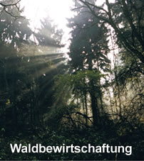 Waldbewirtschaftung