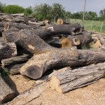 eichenzwiesel f�r Spielplatzbau